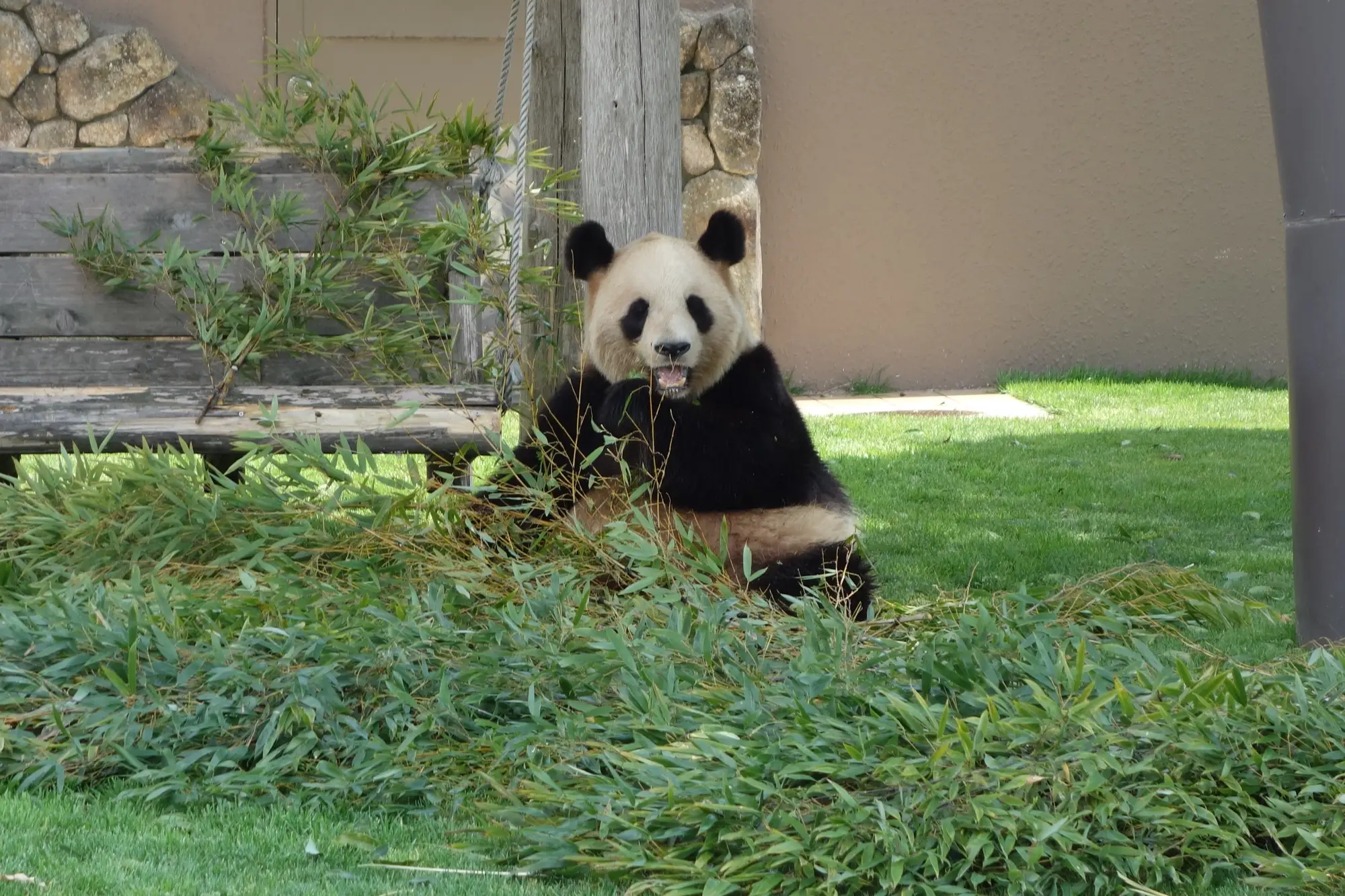 A giant panda that lived at Adventure World, Shirahama, photographed during the park's panda program (2014)