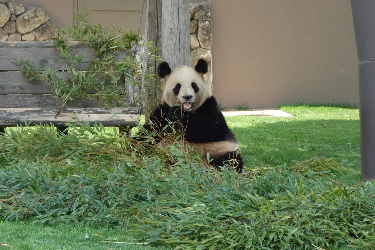A giant panda that lived at Adventure World before the program ended in 2025