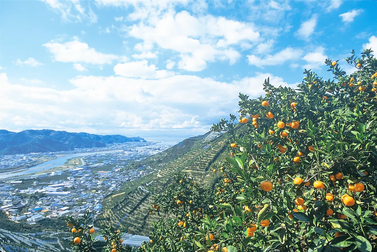 Ripe mikan on the trees above terraced orchards, with the Arida River and city below