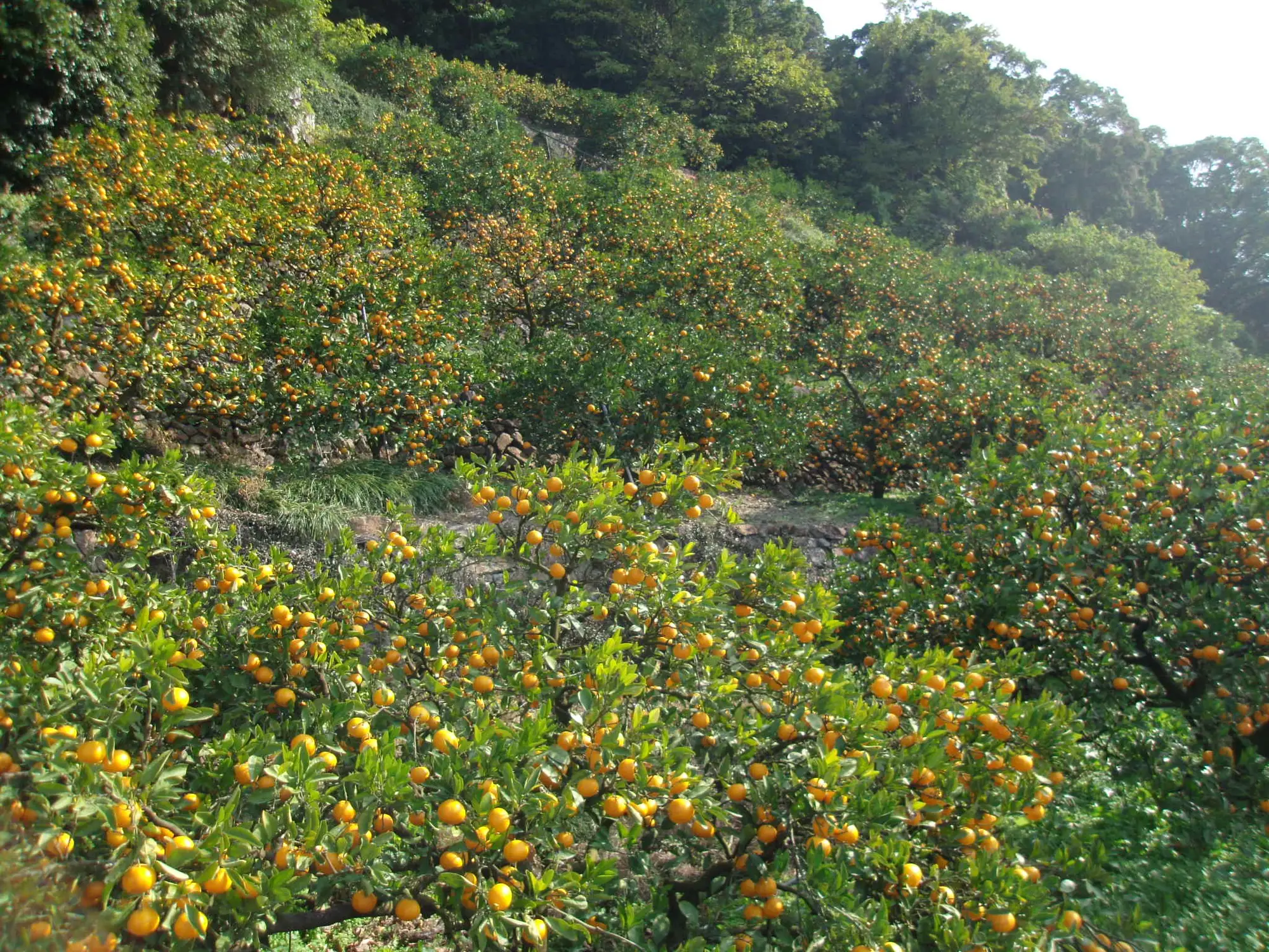 Stone-terraced mandarin orange orchard on a hillside in Arida region, Wakayama, heavy with ripe fruit