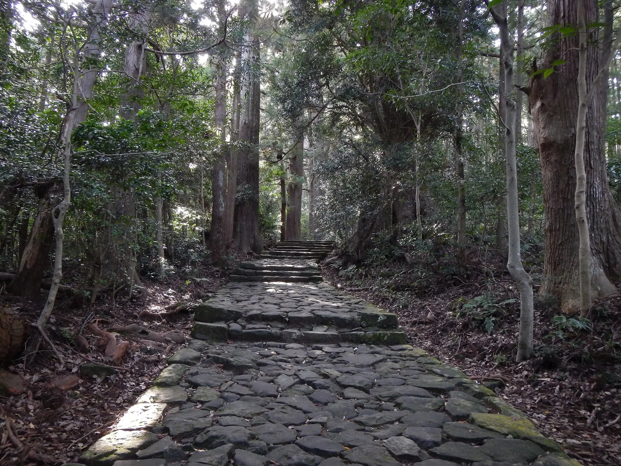 熊野古道 大門坂の苔むした石段と、両脇に立つ杉の大木（和歌山県那智勝浦町）