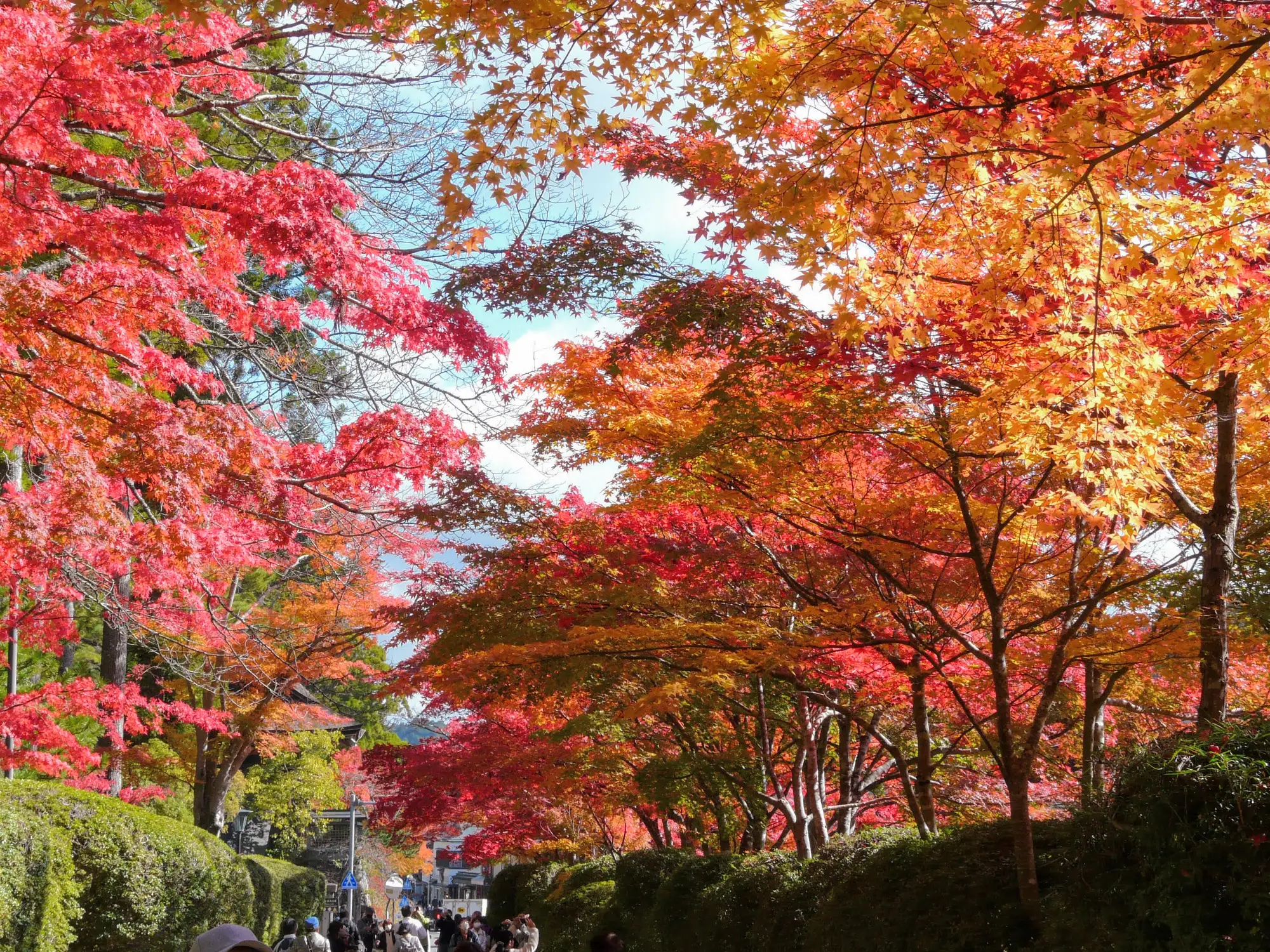 Red and gold maple trees along a stone path in Koyasan's Danjo Garan temple complex during autumn