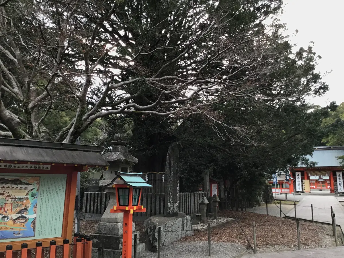 The roughly 1,000-year-old sacred nagi tree on the grounds of Kumano Hayatama Taisha