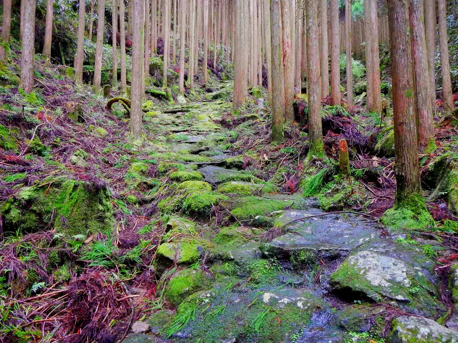 熊野古道 中辺路、発心門王子から熊野本宮大社へ向かう森の道