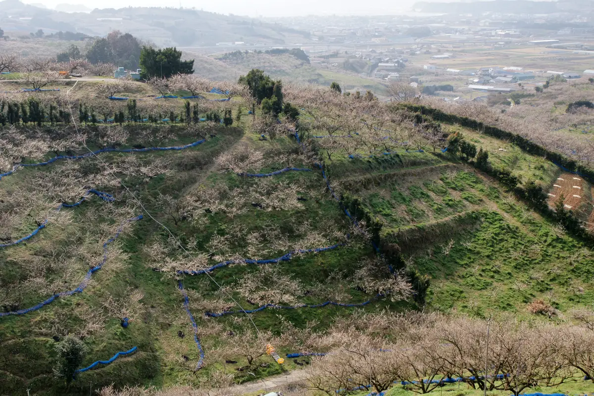 Rows of plum trees on terraced slopes at Minabe Bairin, with the town and sea in the distance
