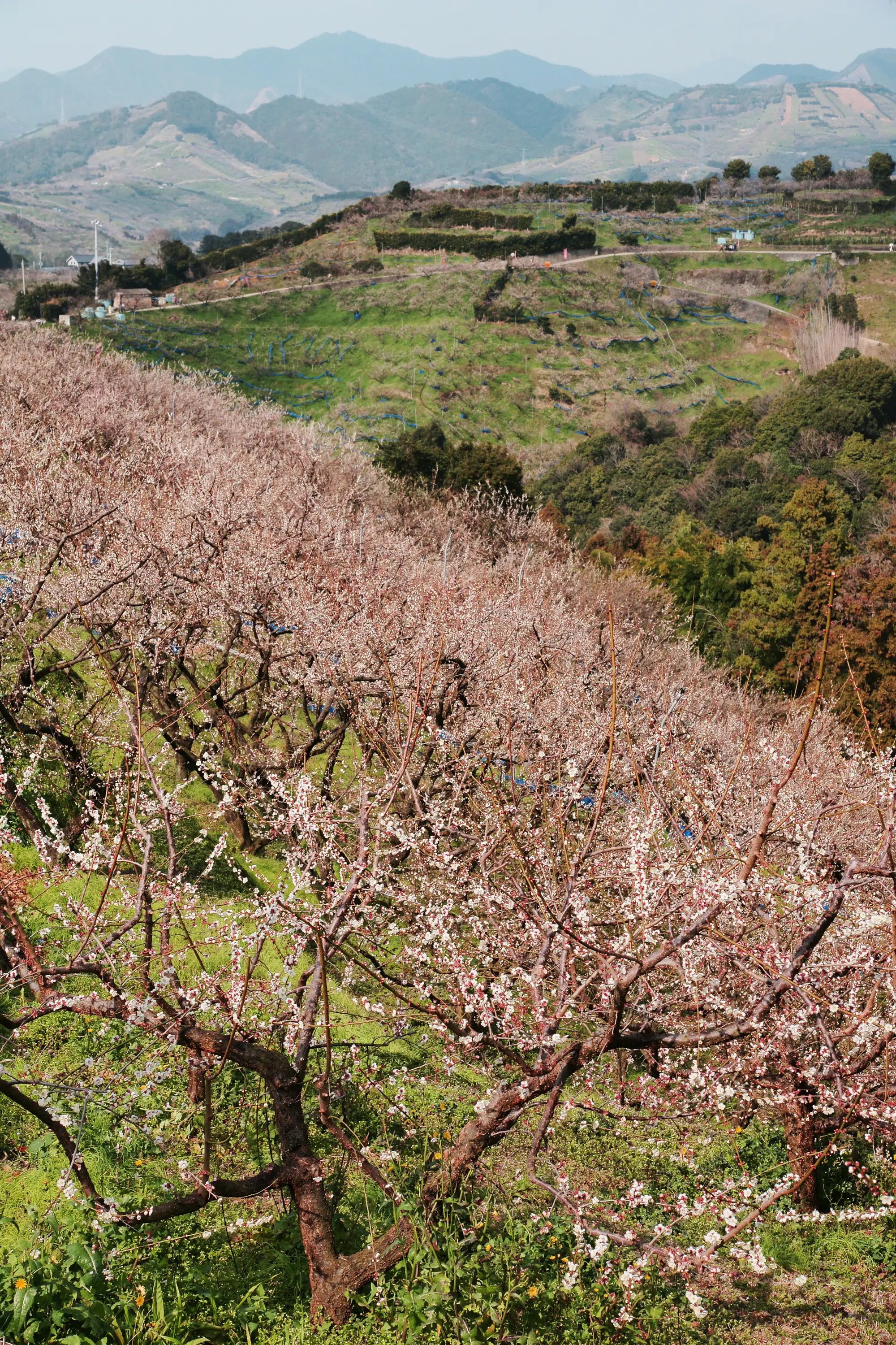 Plum trees in blossom on a terraced hillside in Minabe, Wakayama, with mountains in the background