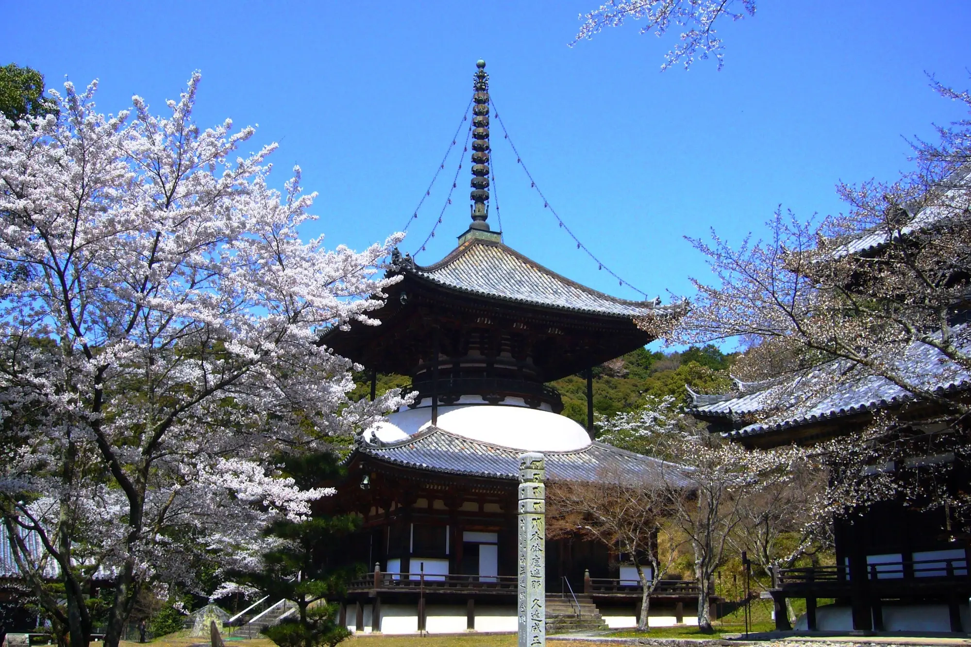 桜に囲まれた根来寺の大塔、和歌山