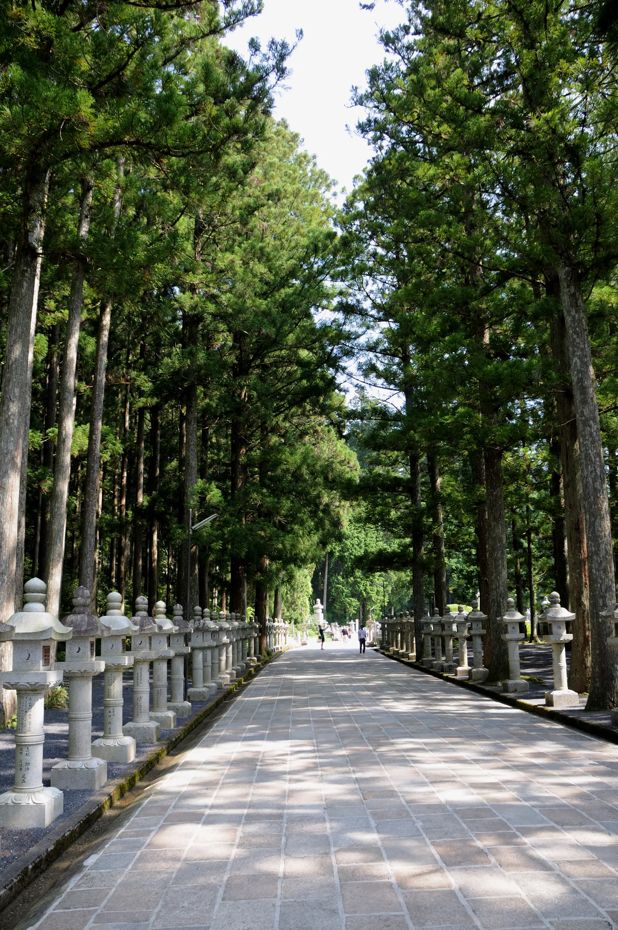 高野山奥之院、杉の巨木の間を石灯籠が並ぶ石畳の参道