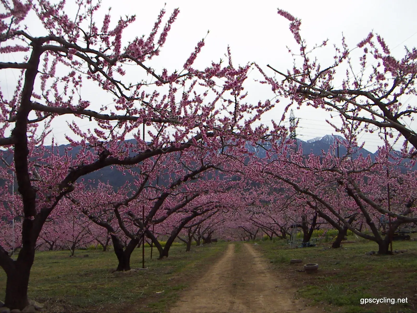 A peach orchard in full pink blossom, similar to the terraced peach-growing landscape of Kinokawa, Wakayama