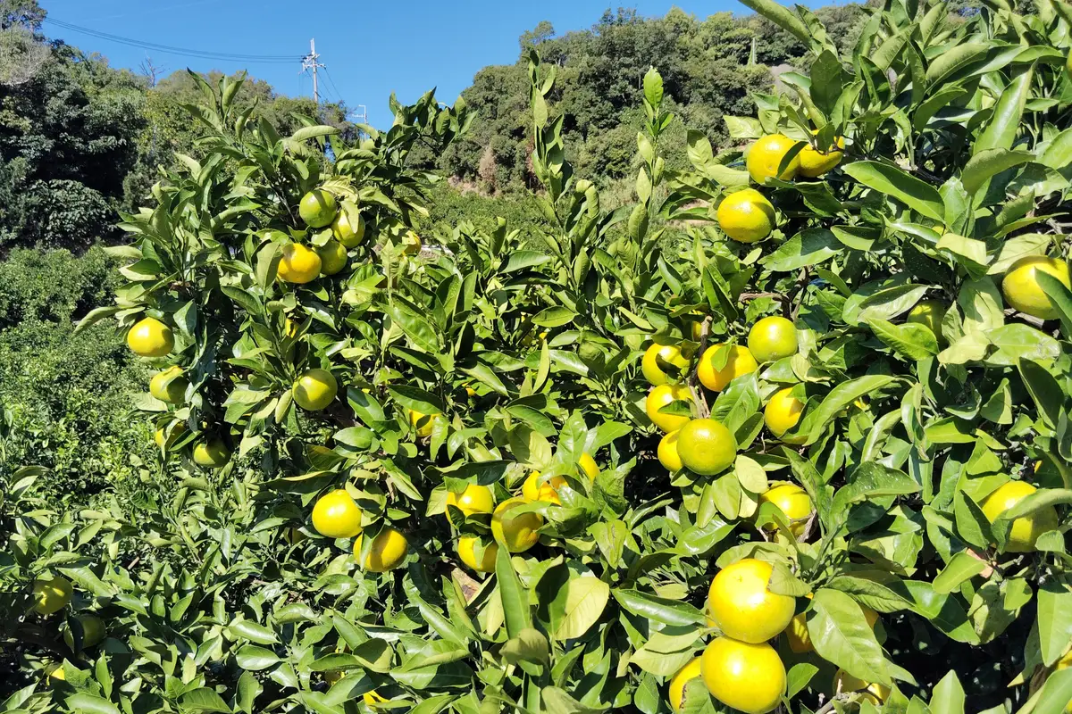 Mikan fruit still green on the branches in a field in Yuasa
